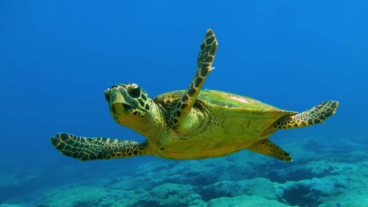 Le tartarughe marine tornano a nidificare sulle nostre coste. I lidi Tartafriendly